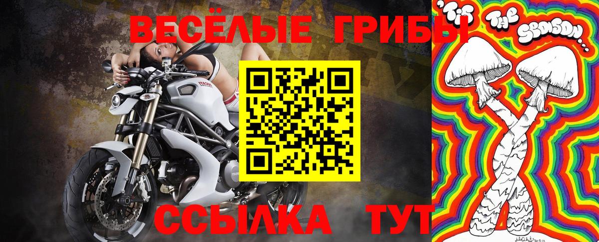 Галлюциногенные грибы Psilocybine cubensis Ессентуки